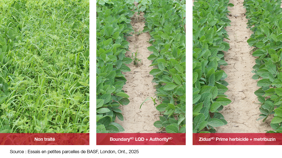 Comparison Images: Untreated vs. Acuron + Glyphosate vs. Surtain + Marksman + Glyphosate
