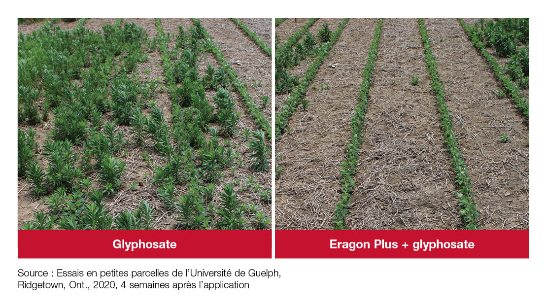 Comparison image: Glyphosate vs. Eragon Plus + glyphosate