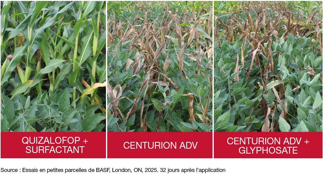 Photos d’essais au champ : quizalofop + agent de surface, Centurion ADV, Centurion ADV + glyphosate