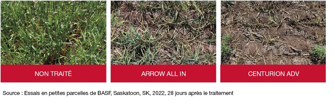 Photos d’essais au champ : non traité, Arrow All In, Centurion ADV