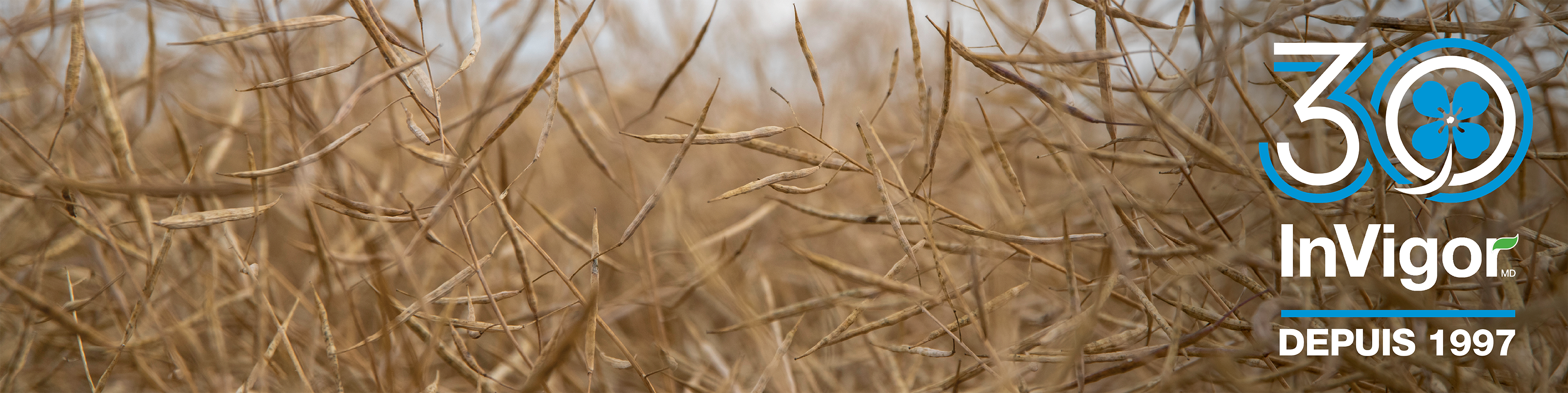 tracteur labourant un champ de canola