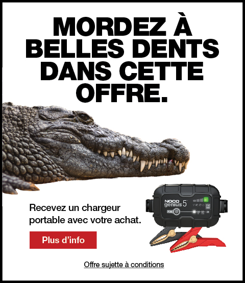 Alligator