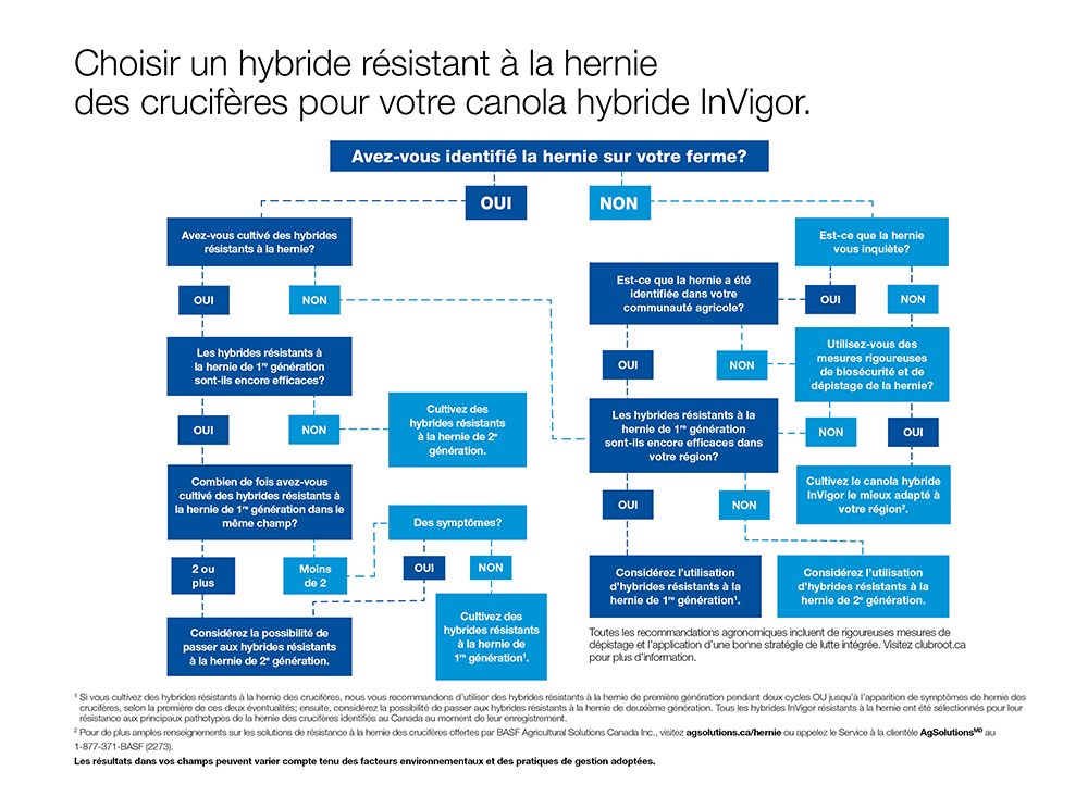 Choisir un hybride resistant a la hernie des cruciferes pour votre canola hybride InVigor