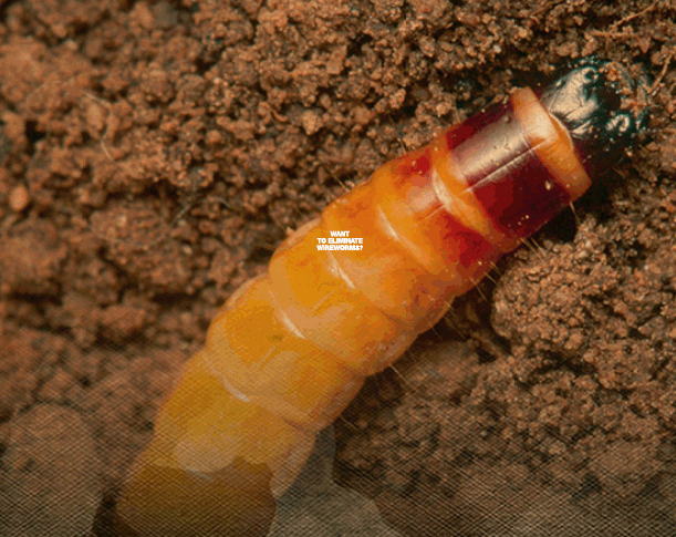 Wireworm GIF